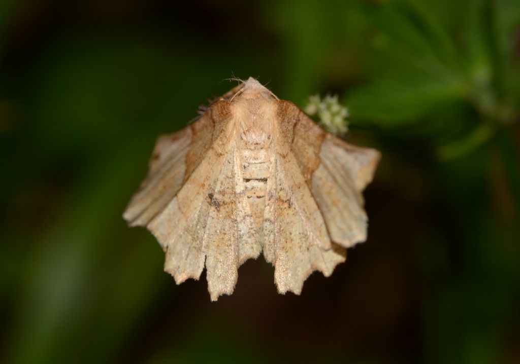 Geometridae:  Selenia sp.?  S, Selenia lunularia